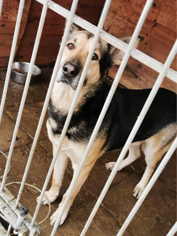 Pies do adopcji, Sosnowice, 20 lutego 2024 (4/4)