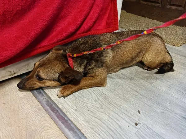 Znaleziono psa, Dąbrówka, 23 lutego 2024 (2/2)