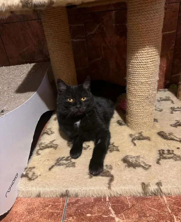 Kot do adopcji, Korabiewice, 25 lutego 2024 (1/5)