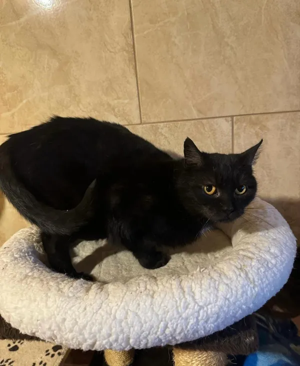 Kot do adopcji, Korabiewice, 25 lutego 2024 (2/5)