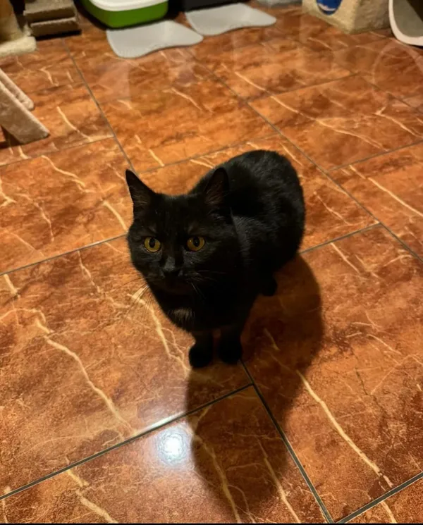 Kot do adopcji, Korabiewice, 25 lutego 2024 (4/5)