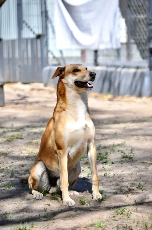 Pies do adopcji, Milanówek, 10 czerwca 2026 (1/5)