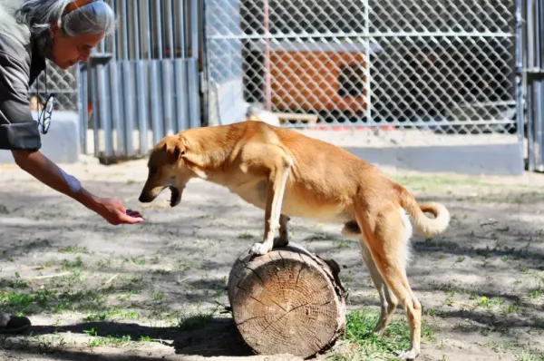 Pies do adopcji, Milanówek, 10 czerwca 2026 (4/5)