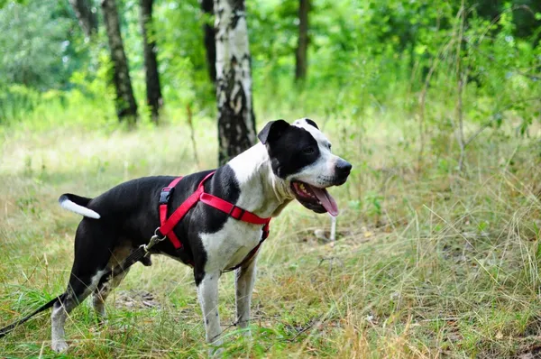 Pies do adopcji, Milanówek, 12 lutego 2024 (1/5)