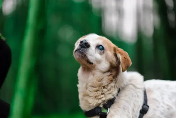 Pies do adopcji, Milanówek, 11 lutego 2024 (1/3)