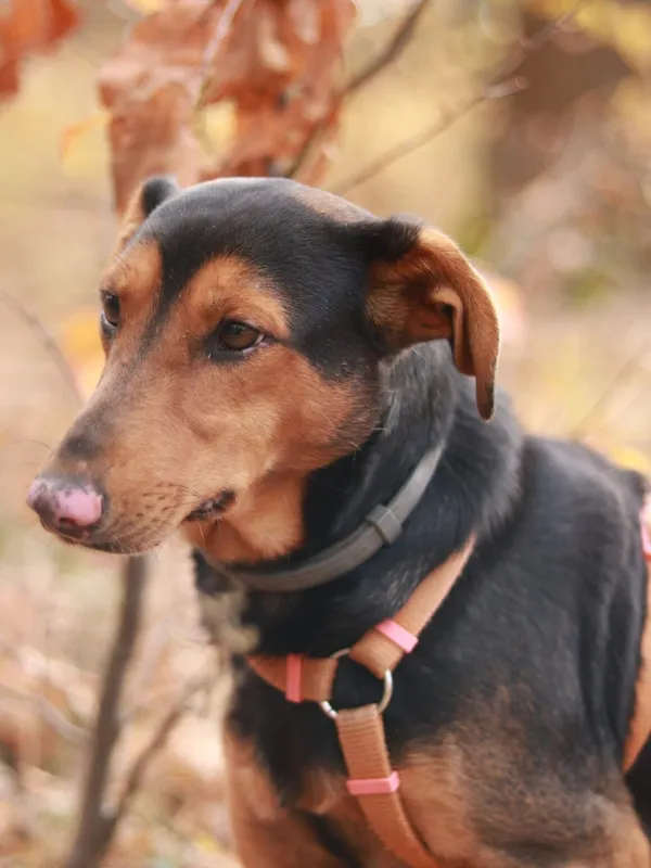 Pies do adopcji, Milanówek, 3 listopada 2024 (3/5)