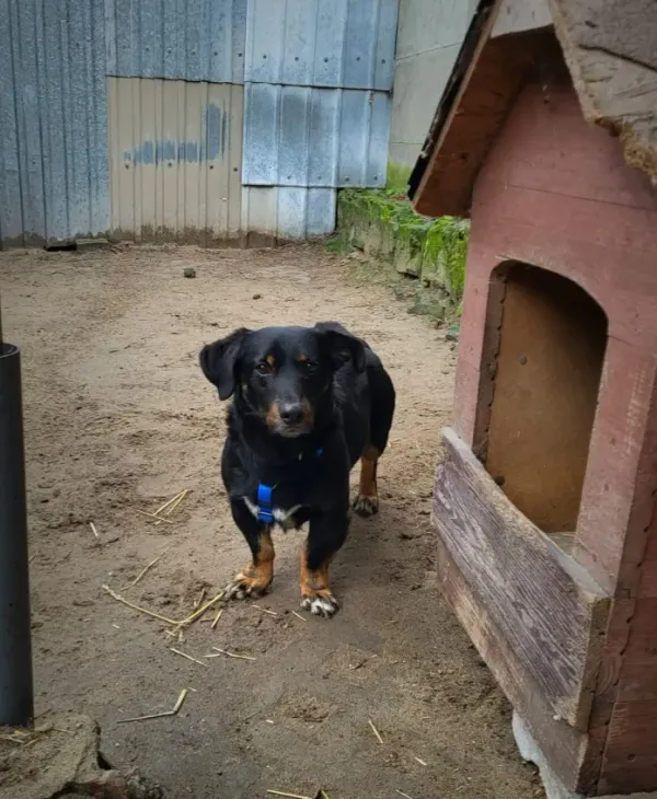 Pies do adopcji, Milanówek, 11 lutego 2024 (1/4)