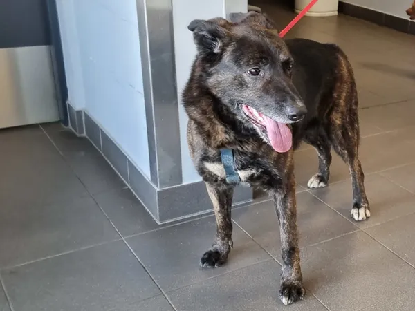 Znaleziono psa, Bydgoszcz, 26 lutego 2024