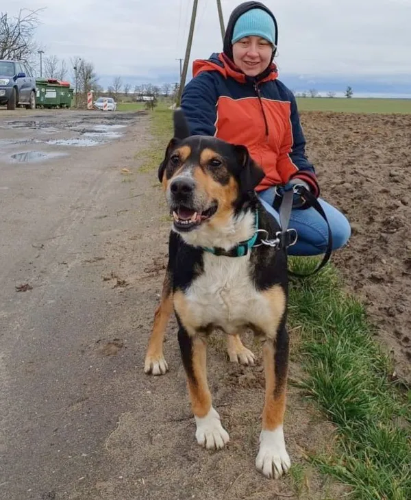 Pies do adopcji, Przyborówko, 23 maja 2024 (1/5)