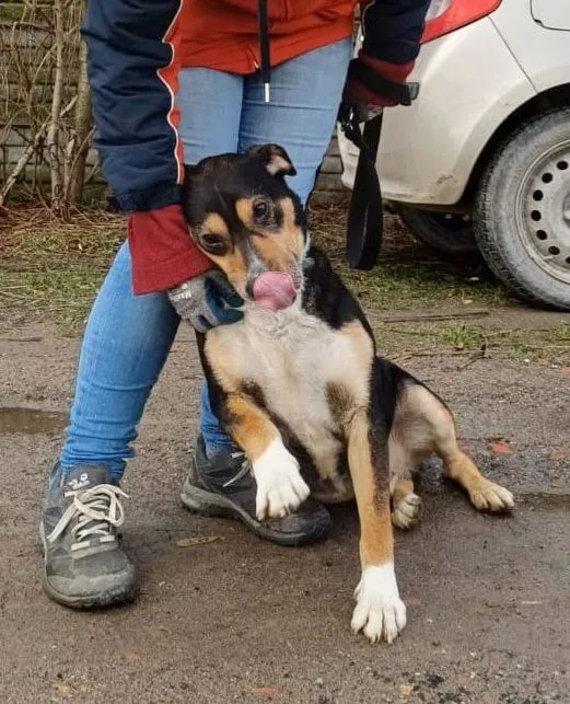 Pies do adopcji, Przyborówko, 23 maja 2024 (3/5)