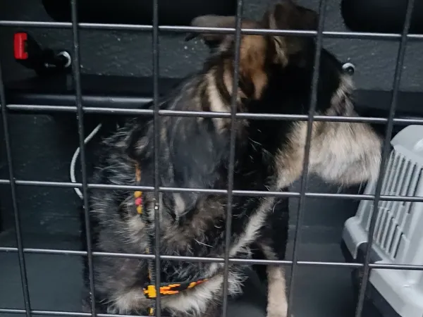 Znaleziono psa, Bydgoszcz, 25 lutego 2024