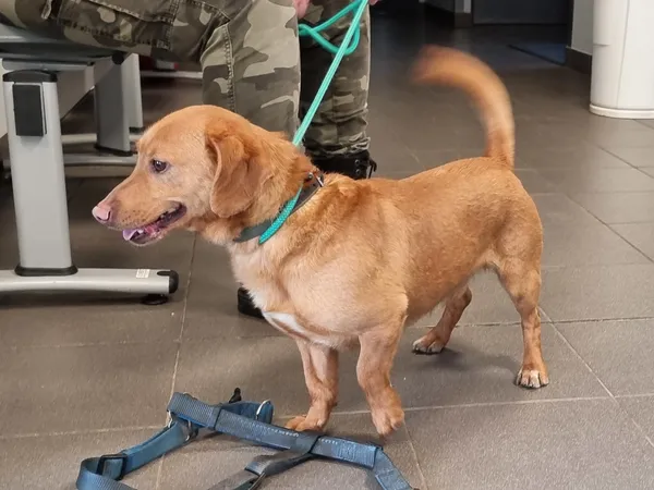 Znaleziono psa, Bydgoszcz, 26 lutego 2024