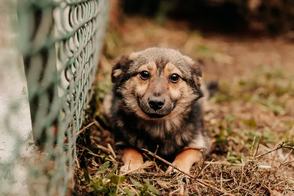 Pies do adopcji, Czartki, 26 lutego 2024 (3/5)