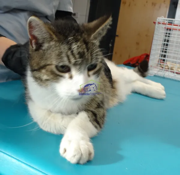 Znaleziono kota, Szczecin, 26 lutego 2024