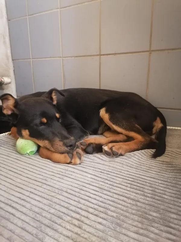 Pies do adopcji, Zielona Góra, 27 lutego 2024 (1/3)