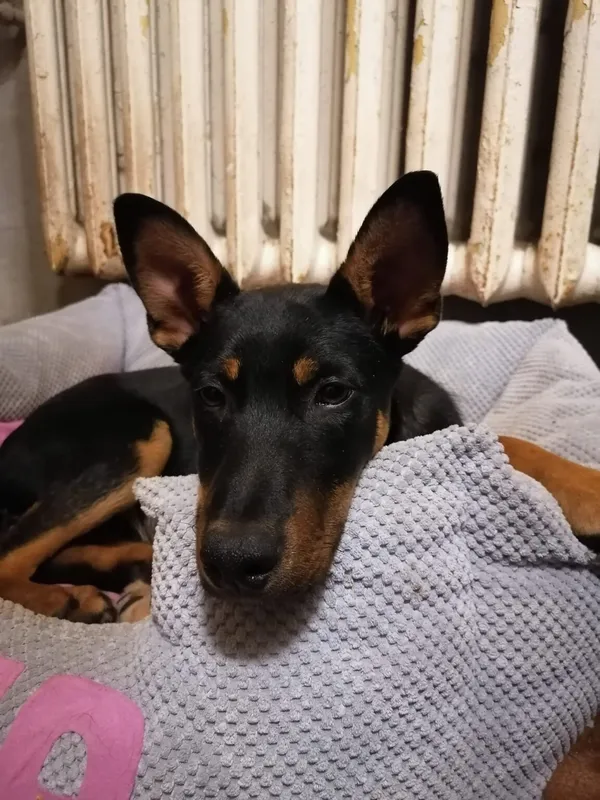 Pies do adopcji, Zielona Góra, 27 lutego 2024 (2/3)