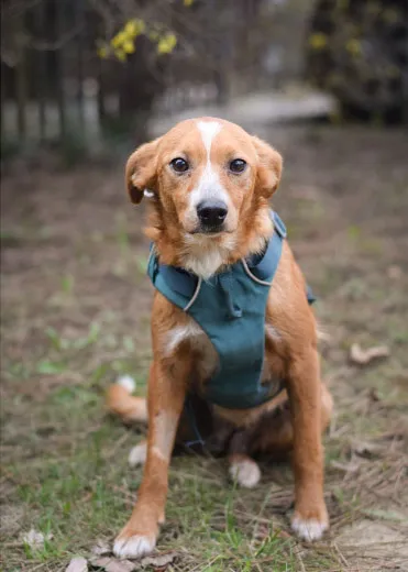 Pies do adopcji, Zielona Góra, 27 lutego 2024 (1/5)