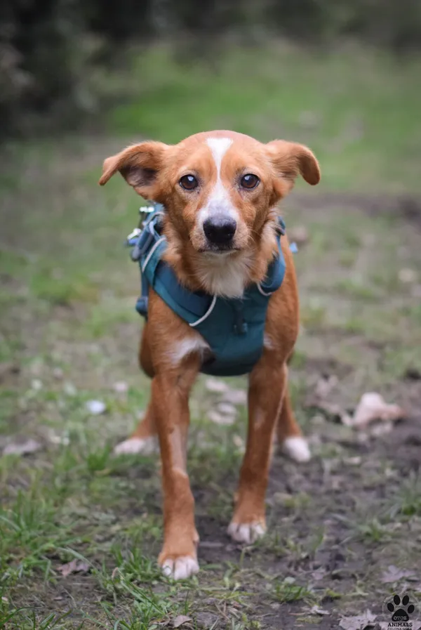 Pies do adopcji, Zielona Góra, 27 lutego 2024 (2/5)