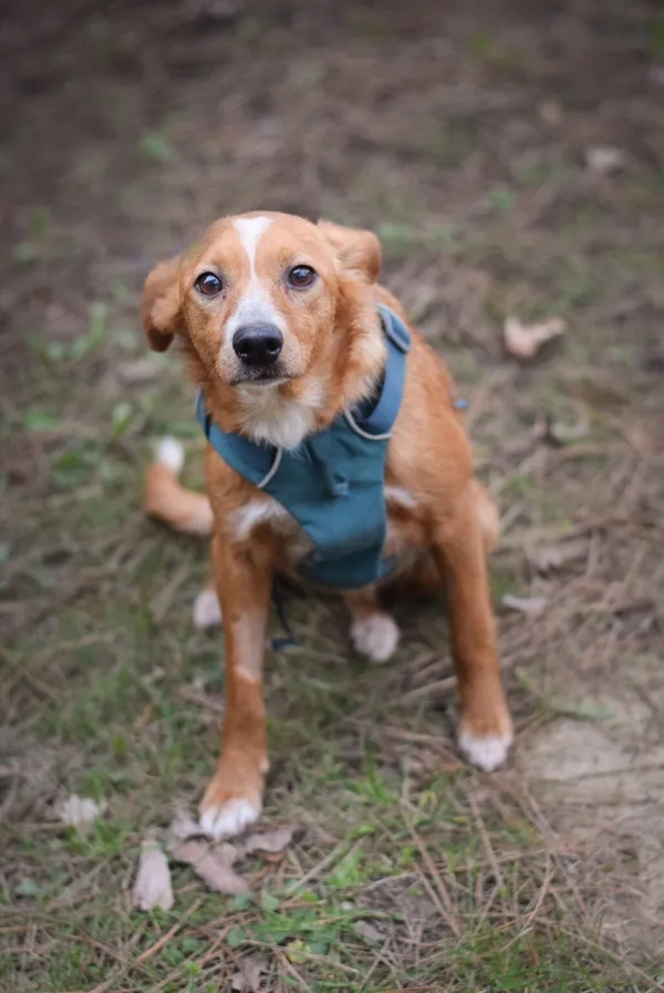 Pies do adopcji, Zielona Góra, 27 lutego 2024 (4/5)