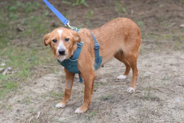 Pies do adopcji, Zielona Góra, 27 lutego 2024 (5/5)