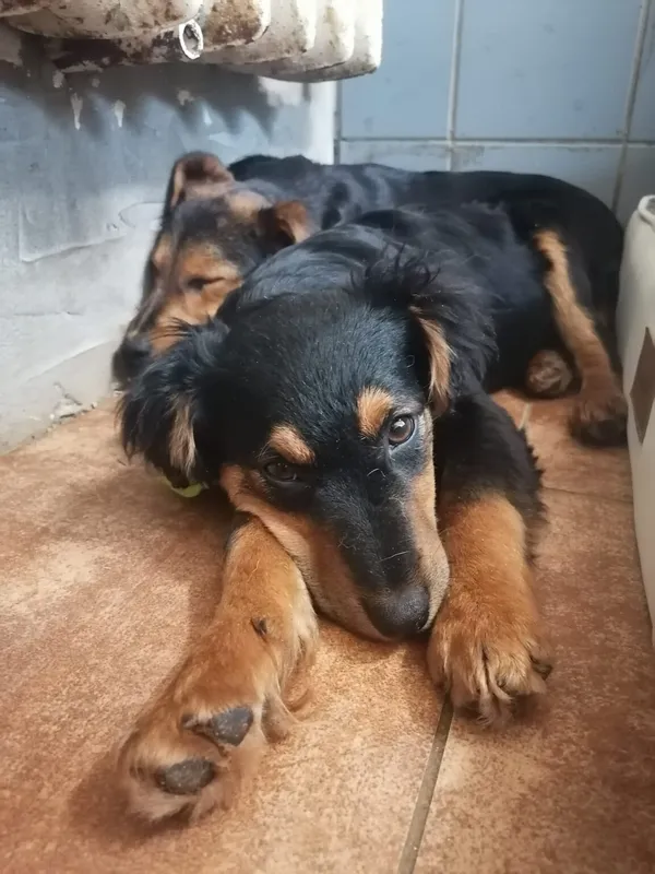 Pies do adopcji, Zielona Góra, 27 lutego 2024 (1/5)