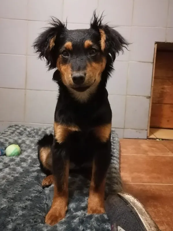 Pies do adopcji, Zielona Góra, 27 lutego 2024 (3/5)