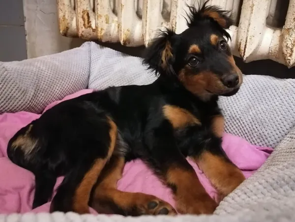 Pies do adopcji, Zielona Góra, 27 lutego 2024 (4/5)