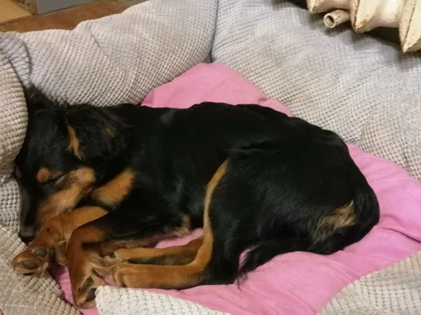 Pies do adopcji, Zielona Góra, 27 lutego 2024 (5/5)