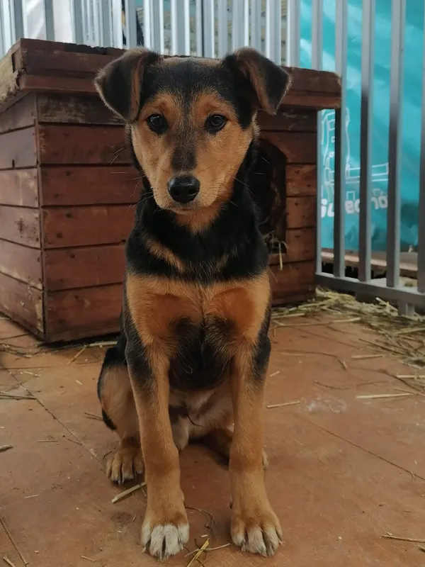 Pies do adopcji, Zielona Góra, 27 lutego 2024 (1/4)