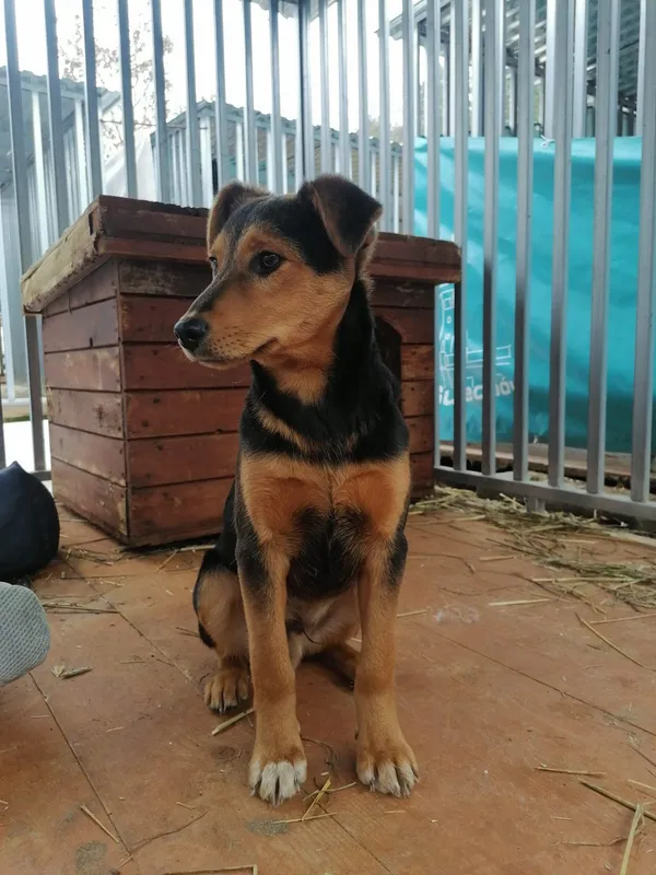 Pies do adopcji, Zielona Góra, 27 lutego 2024 (2/4)