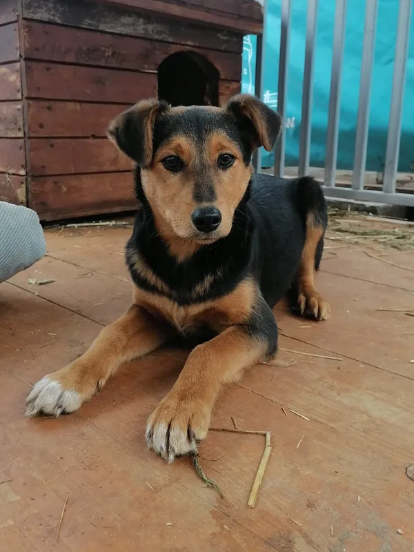 Pies do adopcji, Zielona Góra, 27 lutego 2024 (3/4)