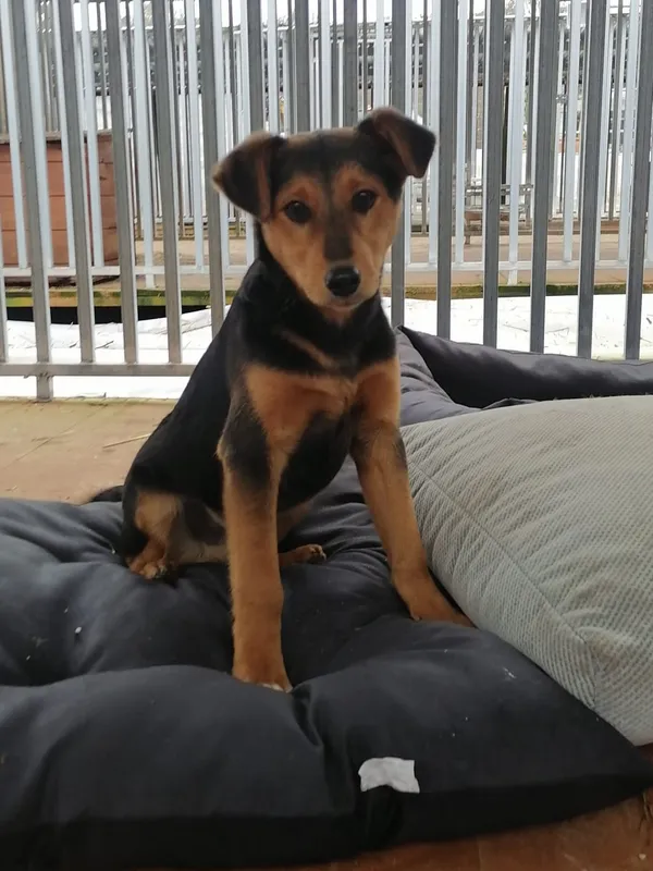 Pies do adopcji, Zielona Góra, 27 lutego 2024 (4/4)