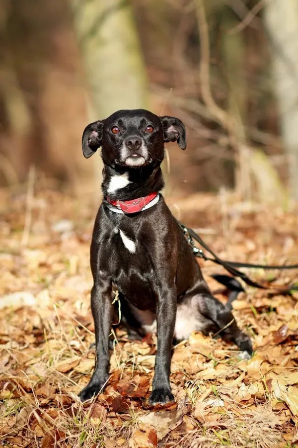 Pies do adopcji, Elbląg, 22 lutego 2024 (3/5)