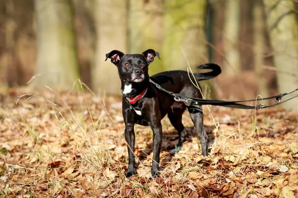 Pies do adopcji, Elbląg, 22 lutego 2024 (5/5)