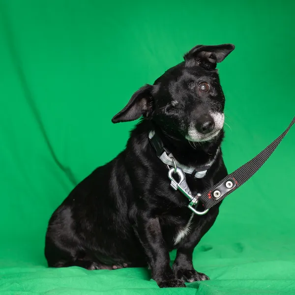 Znaleziono psa, Gdańsk, 16 maja 2024