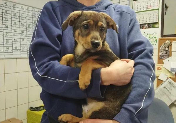 Znaleziono psa, Toruń, 23 lutego 2024