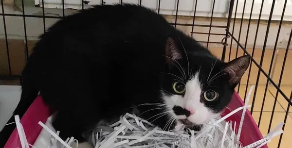 Znaleziono kota, Toruń, 24 lutego 2024