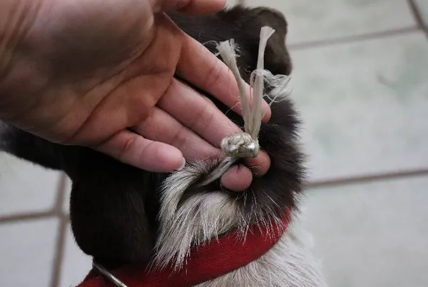 Znaleziono psa, Łódź, 25 lutego 2024 (3/5)