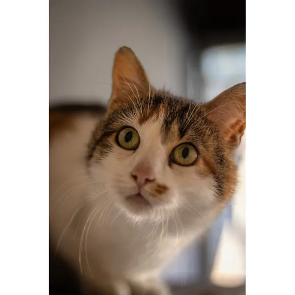 Znaleziono kota, Białystok, 26 lutego 2024 (4/5)