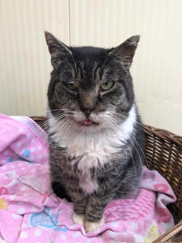 Kot do adopcji, Gdańsk, 26 lutego 2024