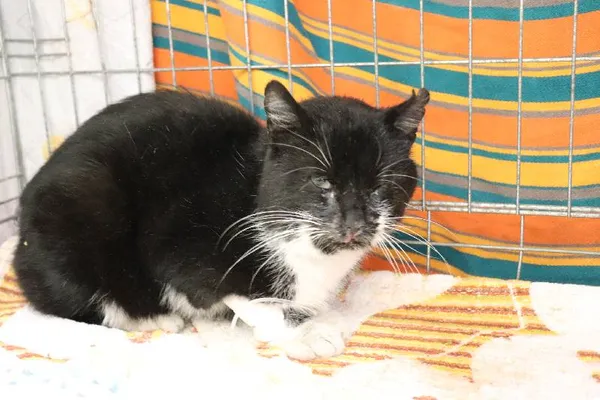 Znaleziono kota, Łódź, 25 lutego 2024 (1/3)