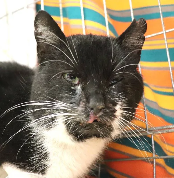 Znaleziono kota, Łódź, 25 lutego 2024 (3/3)