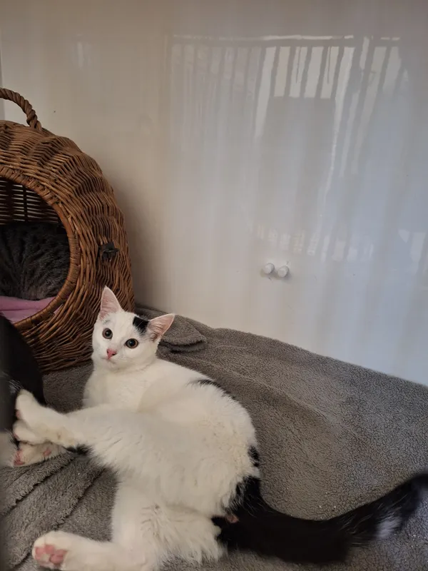 Kot do adopcji, Orzechowce, 27 lutego 2024 (1/3)