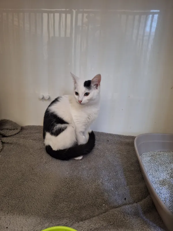 Kot do adopcji, Orzechowce, 27 lutego 2024 (2/3)