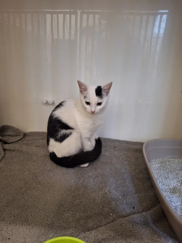 Kot do adopcji, Orzechowce, 27 lutego 2024 (3/3)