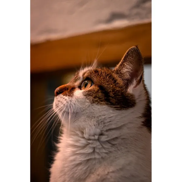 Znaleziono kota, Białystok, 3 lutego 2024 (1/3)