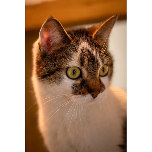 Znaleziono kota, Białystok, 3 lutego 2024 (2/3)