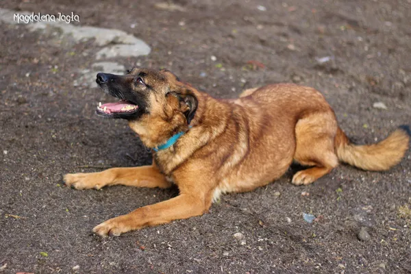 Pies do adopcji, Bydgoszcz, 28 lutego 2024 (3/5)