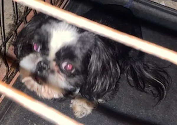 Znaleziono psa, Radom, 24 lutego 2024