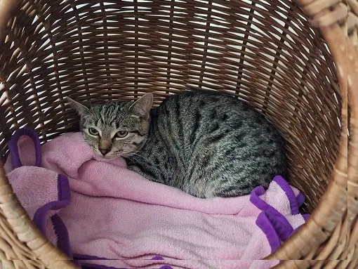 Kot do adopcji, Orzechowce, 27 lutego 2024